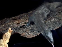 Varanus Rudicollis - Black Roughneck Monitor