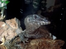 Tar004