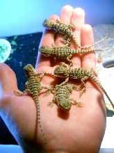 5 of my new babies.