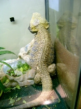 draco the dragon