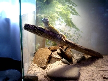vlad's new favorite spot