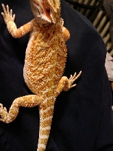 What color morph?