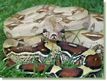 Boa c.c. Peruvian German breed 06 female