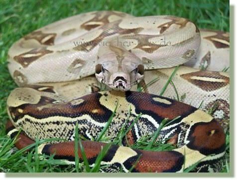 Boa c.c. Peruvian German breed 06 female