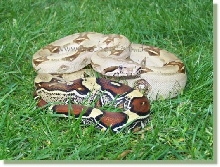 Boa c.c. Peruvian