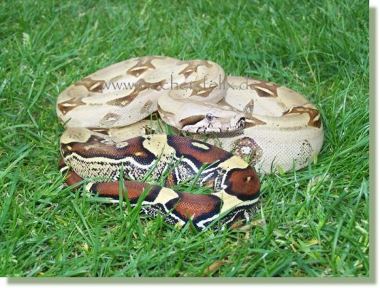 Boa c.c. Peruvian