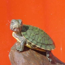 Baby Winston