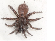 my new pet
