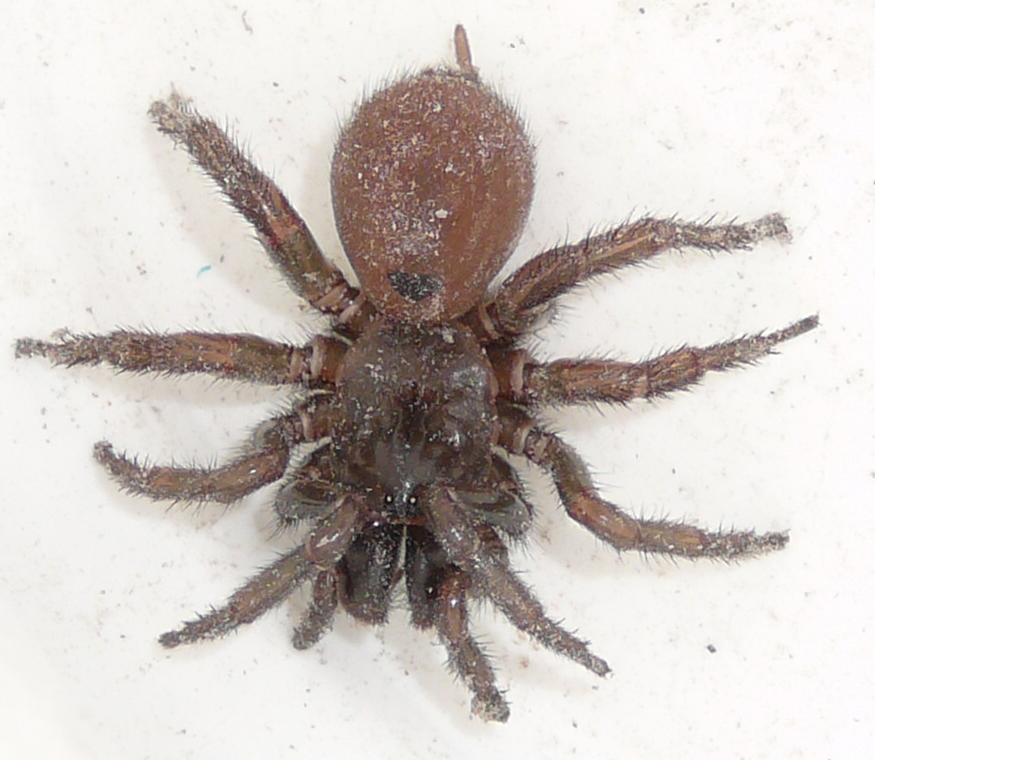 my new pet