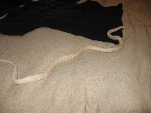 Albino Cali