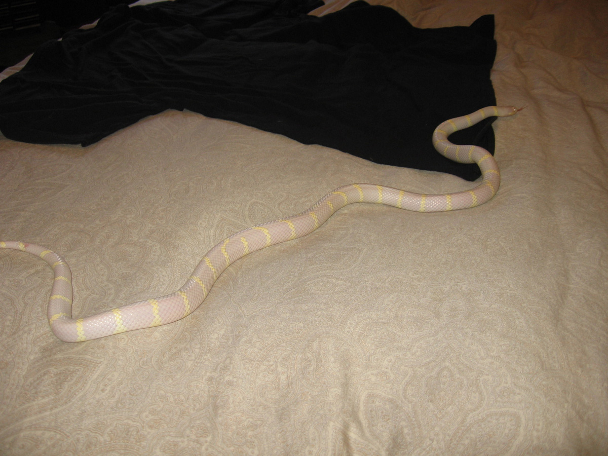 Albino Cali