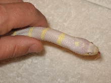 Albino Cali
