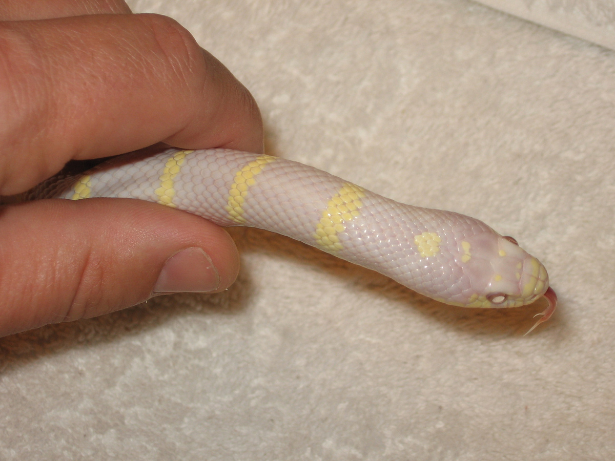 Albino Cali