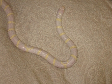 Albino Cali