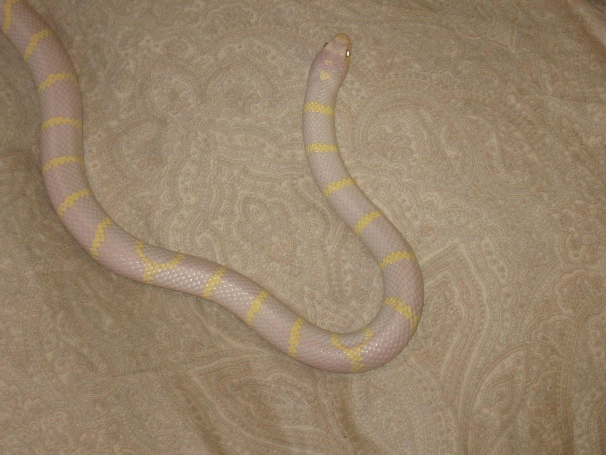 Albino Cali
