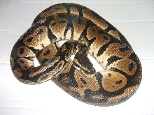 (06) Male Pastel