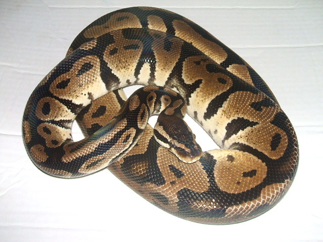 (06) Male Pastel