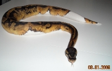 Beautiful (08) Pied