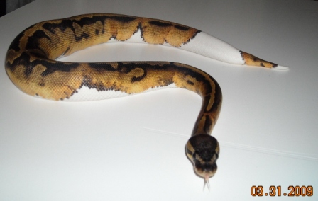 Beautiful (08) Pied