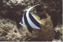 black and white heniochus