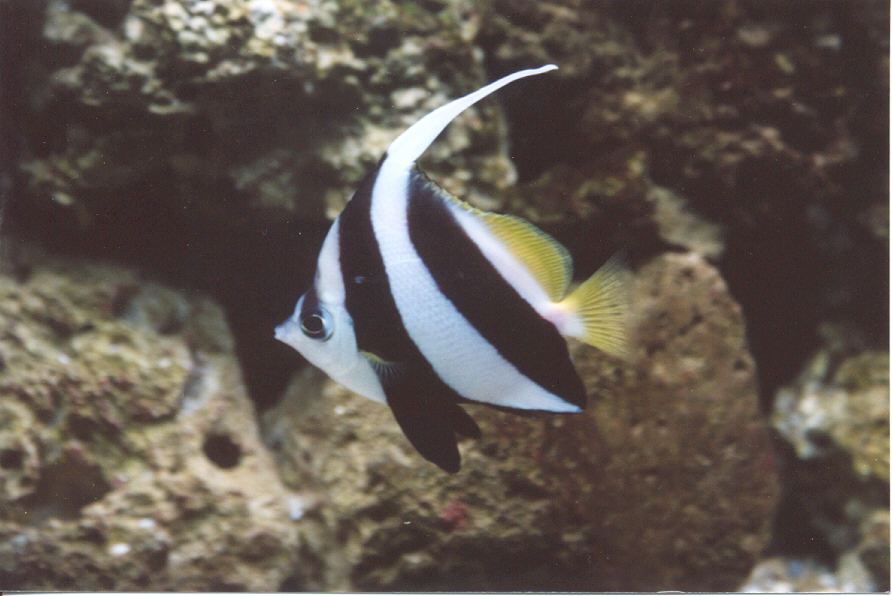 black and white heniochus
