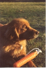 Jetty, my Golden Retriever