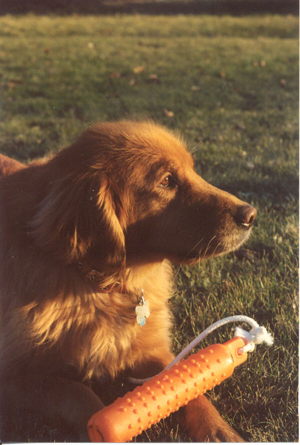 Jetty, my Golden Retriever