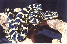 Jungle Carpet Python