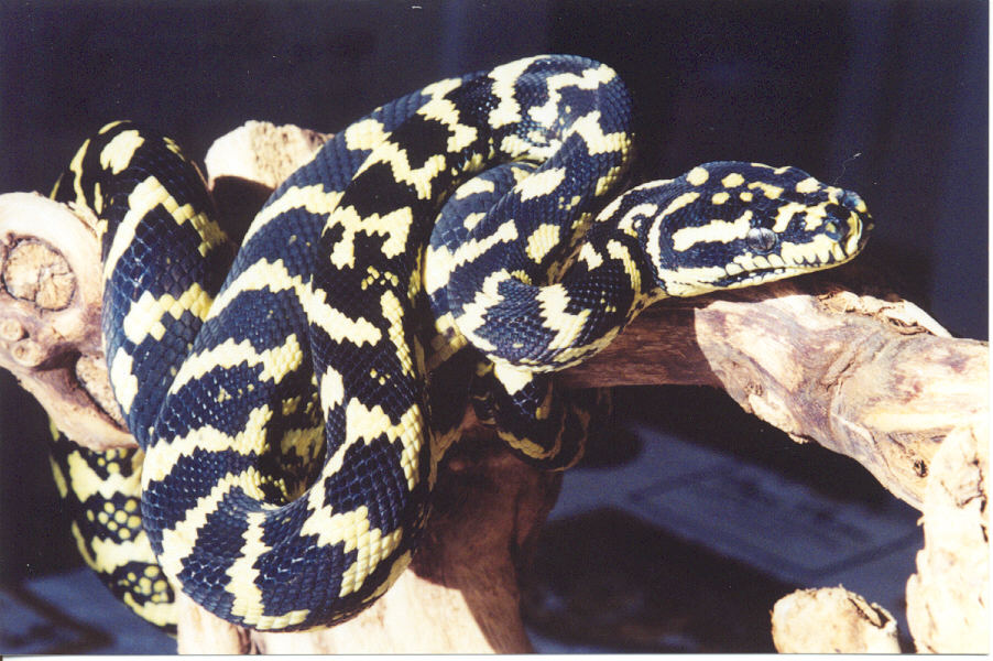 Jungle Carpet Python