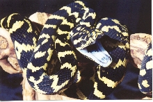 Jungle Carpet Python