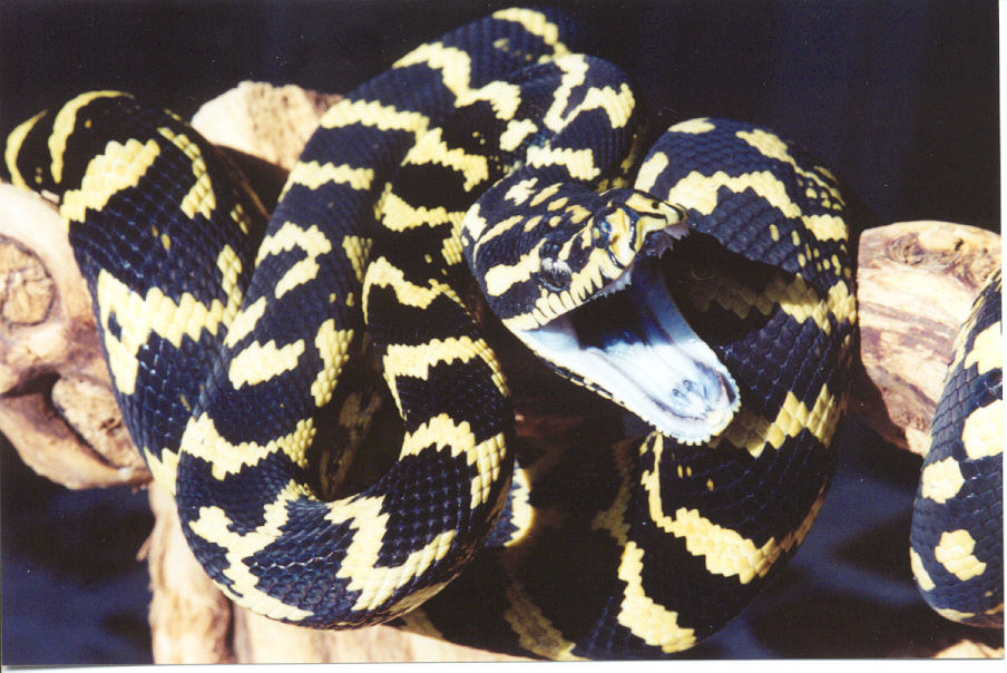 Jungle Carpet Python