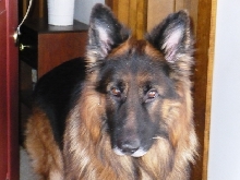 Max- A most distinguished gent