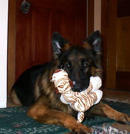 Max loved the tiger he got for Christmas