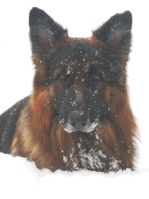 Max's Snow Day