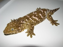 Rhacodactylus leachianus
