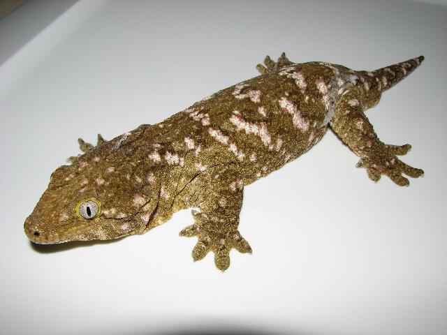 Rhacodactylus leachianus