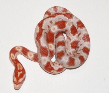 Creamsicle/Candycane corn