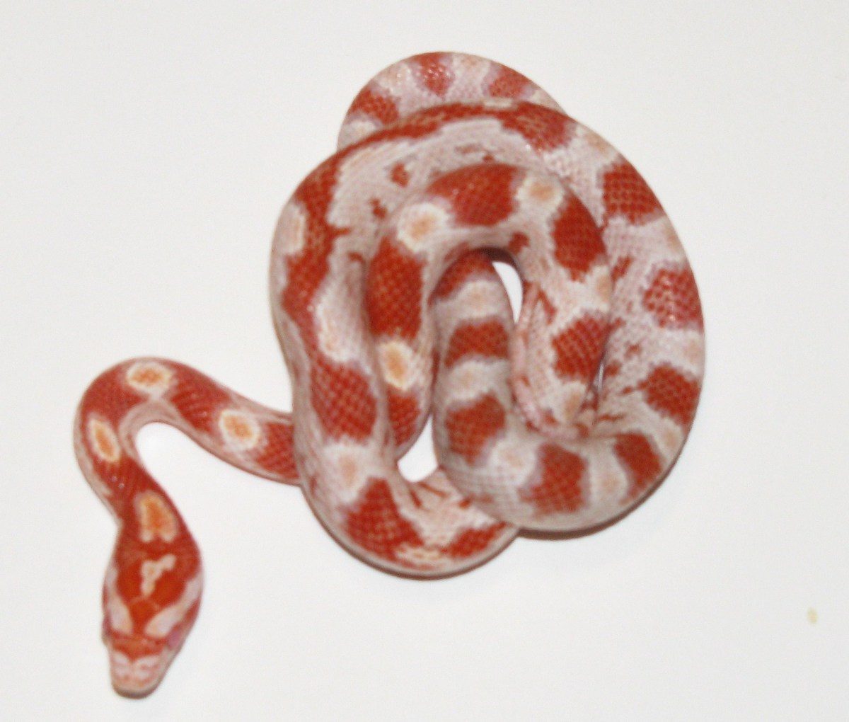 Creamsicle/Candycane corn