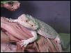 beardie