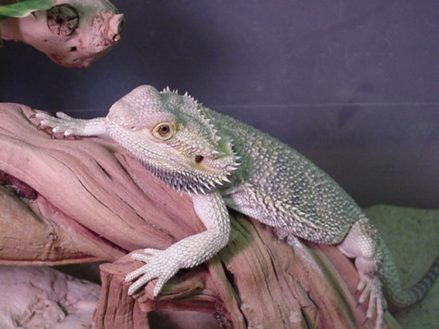 beardie