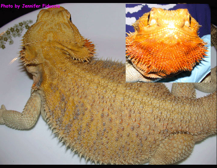 Pair #5 - Female
