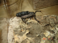 Gravid Female