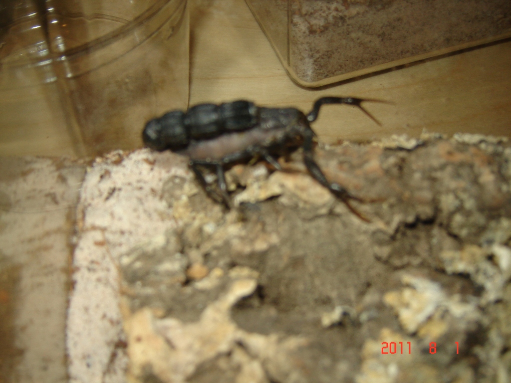 Gravid Female