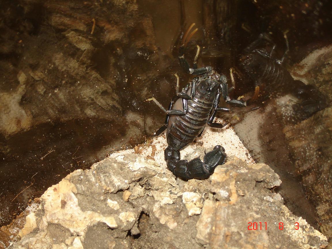 Gravid Shot #1