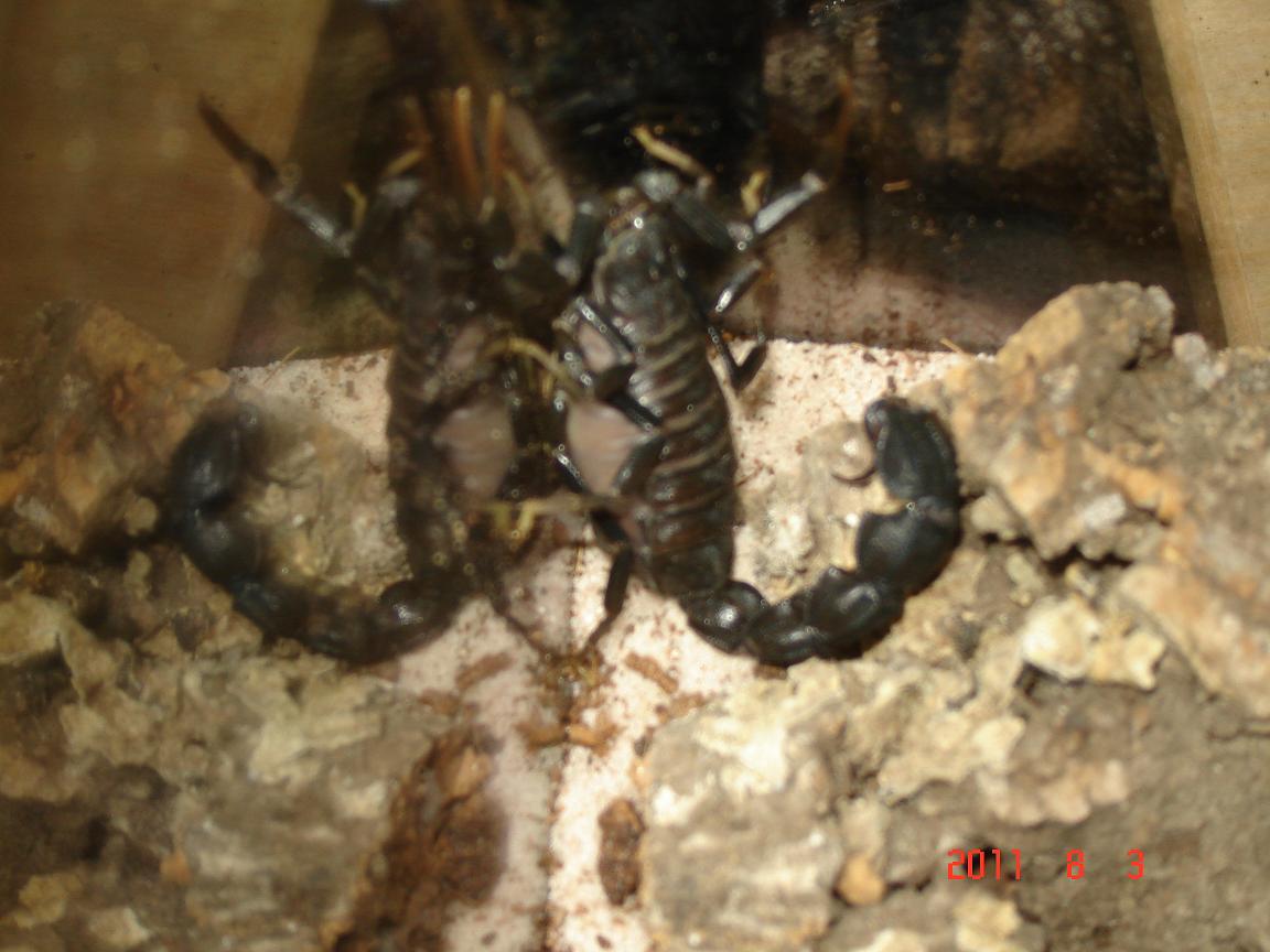 Gravid Shot #2