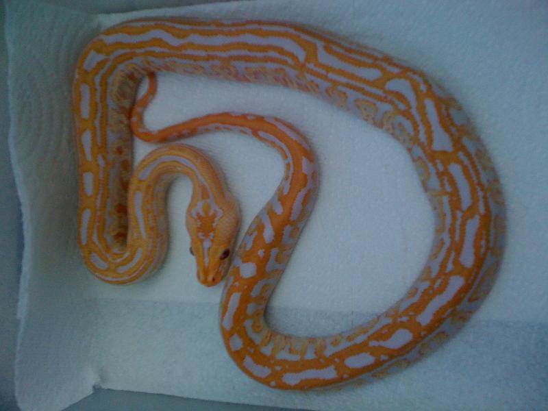 Albino Lab
