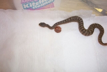 Baby Tiger 2