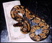 This is my frist Ball Python.