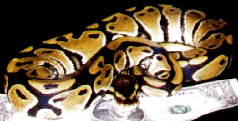 Same snake.