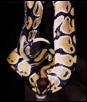 Same snake.